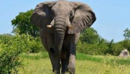 forest-guard-killed-in-wild-elephant-attack